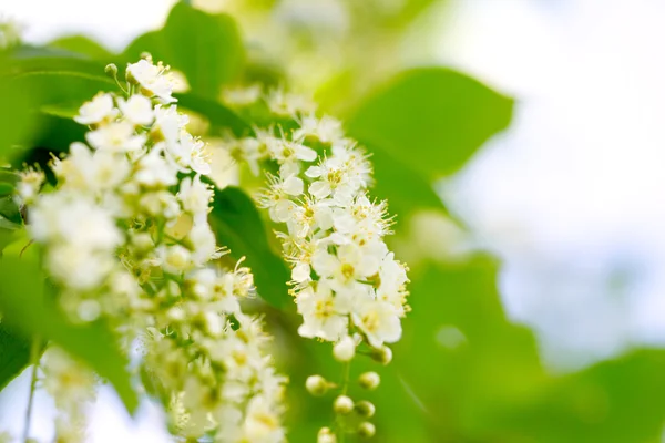 Natuur — Stockfoto