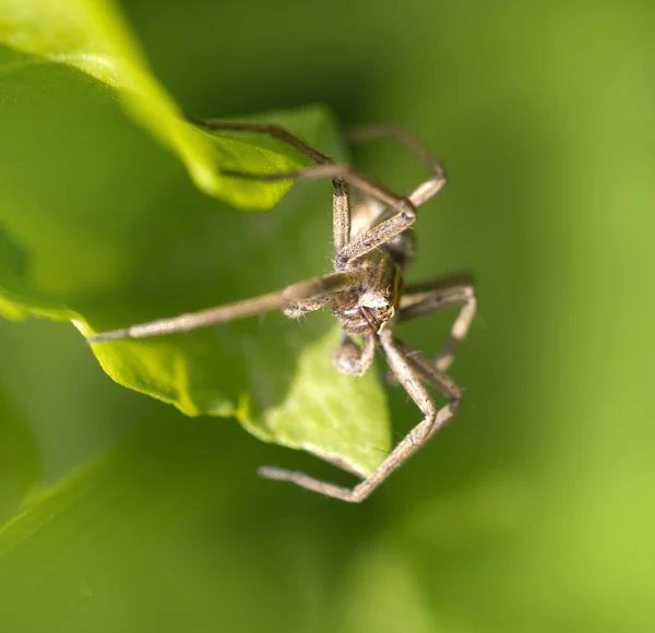 Natur — Stockfoto