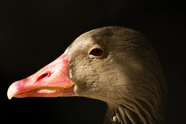 Fotos. — Stockfoto