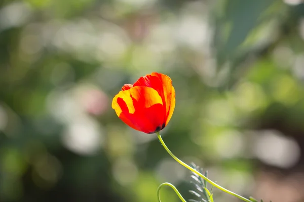 Fotos. — Stockfoto