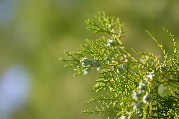 Bilder. — Stockfoto