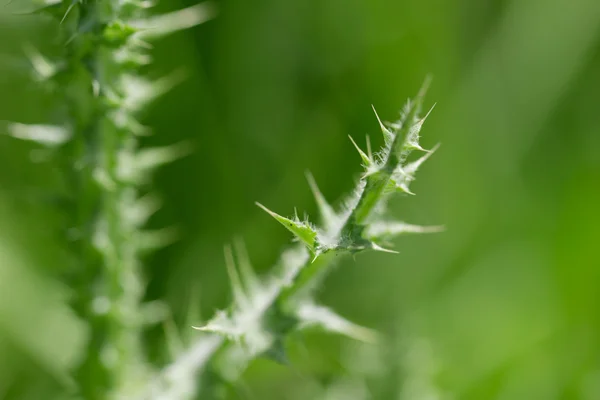 Bilder. — Stockfoto