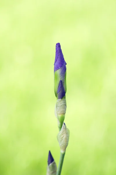 Fotos. — Stockfoto