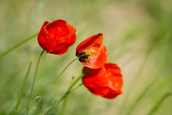 Fotos. — Stockfoto