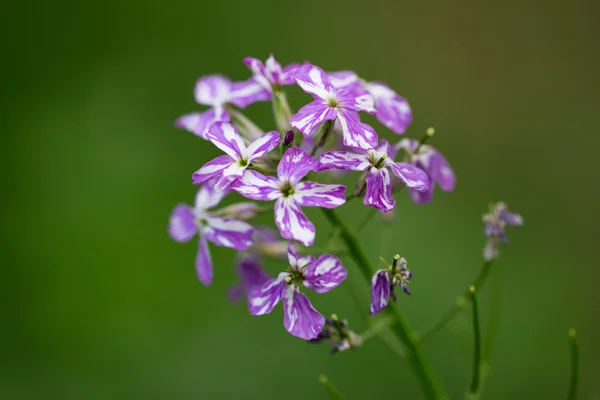 Foto 's. — Stockfoto