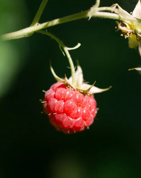 Fotos. — Stockfoto