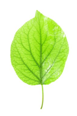 fotoğraf.