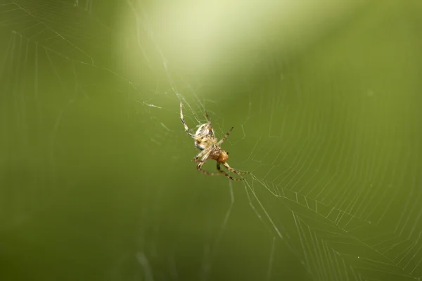 Fotografie. — Stock fotografie