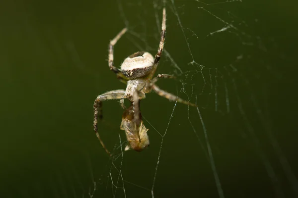 Fotografie. — Stock fotografie