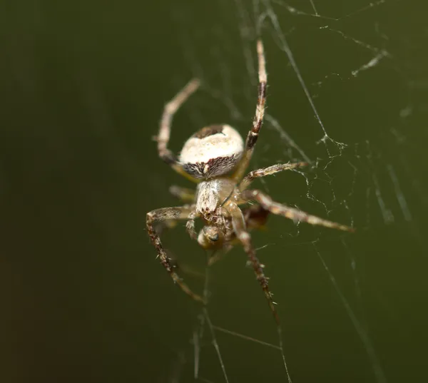 Fotos. — Stockfoto