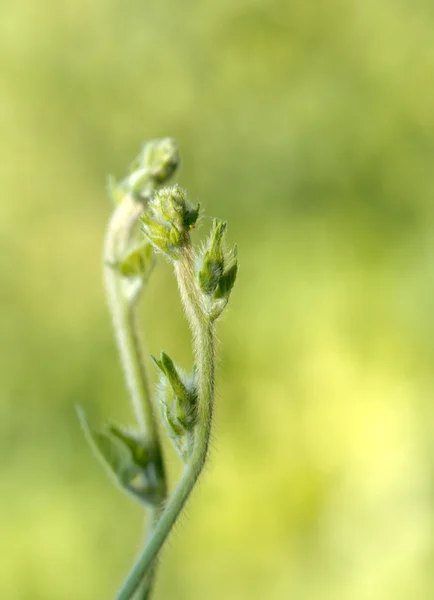 Fotoğraf. — Stok fotoğraf