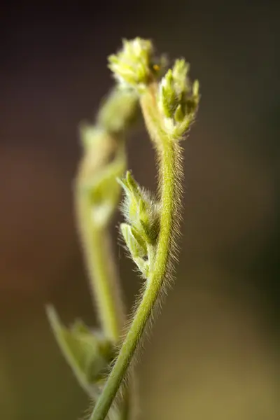 照片. — 图库照片