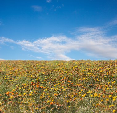 fotoğraf.