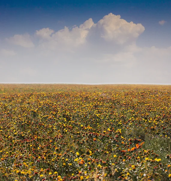 fotoğraf.