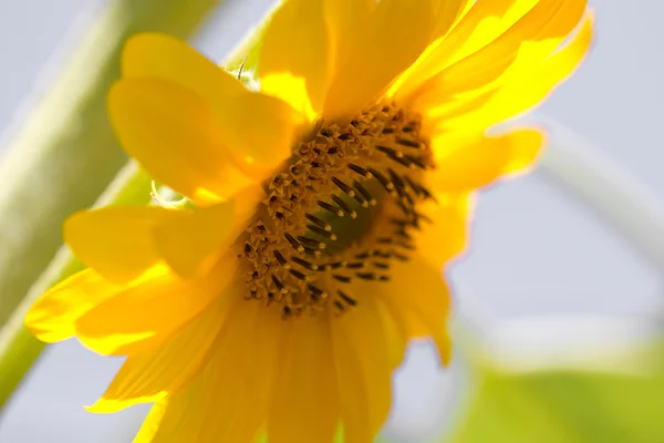 Fotografie. — Stock fotografie