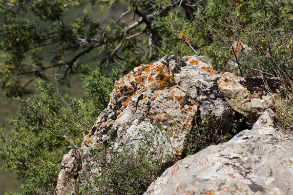 Fotos. — Stockfoto