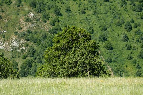 Fotos. — Stockfoto