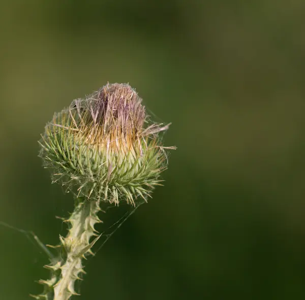 Foto 's. — Stockfoto