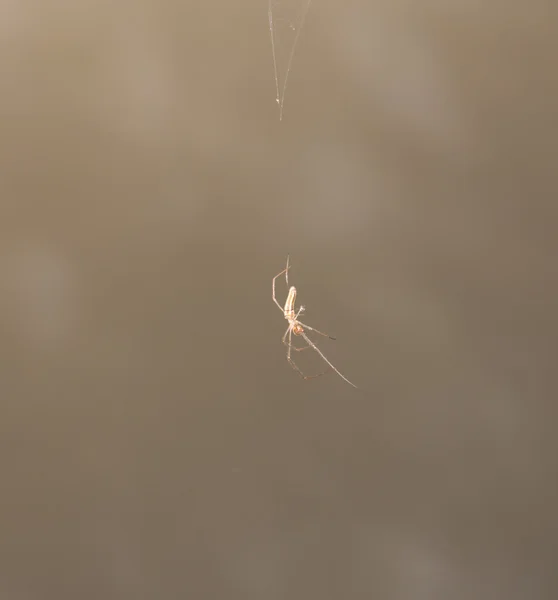 Fotografie. — Stock fotografie