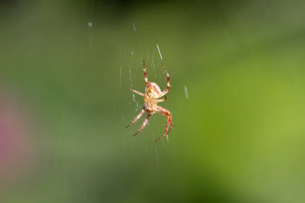 Fotografie. — Stock fotografie