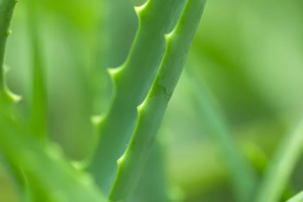 Fotos. — Stockfoto