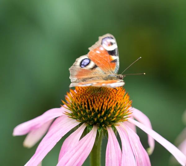 Bilder. — Stockfoto