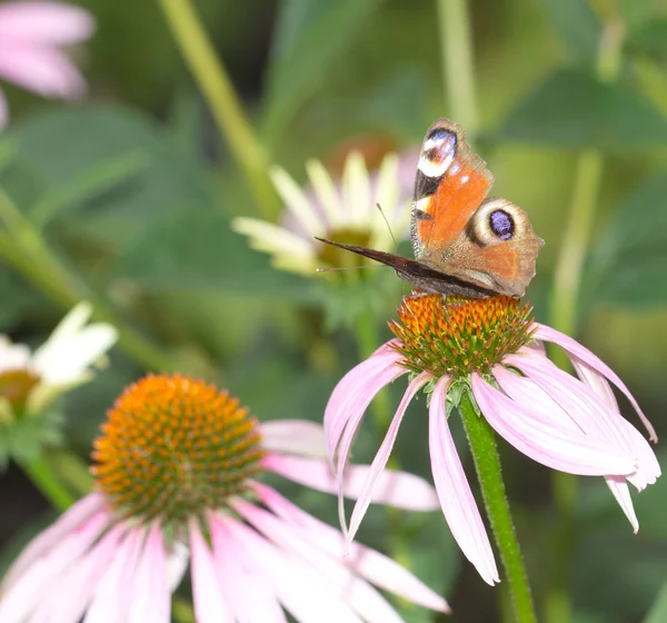 Bilder. — Stockfoto