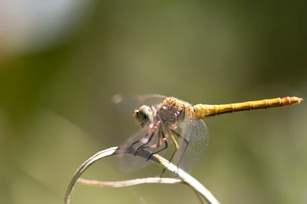 Fotografie. — Stock fotografie