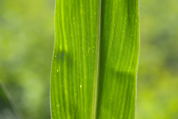 Fotoğraf. — Stok fotoğraf