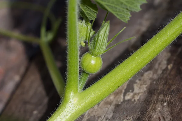 Bilder. — Stockfoto