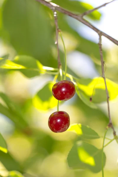 Achtergrond — Stockfoto