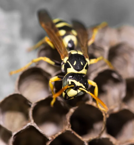 Bakgrund — Stockfoto