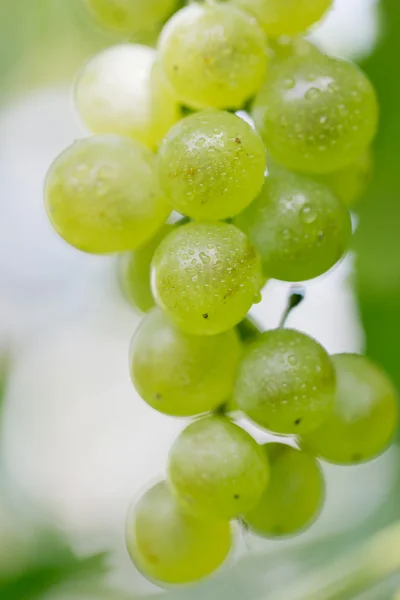 Food — Stock Photo, Image