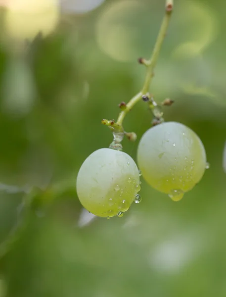 Achtergrond — Stockfoto