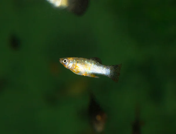 Vissen in het aquarium — Stockfoto