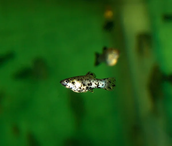 Peces en el acuario — Foto de Stock