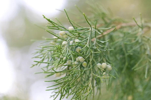 배경 — 스톡 사진