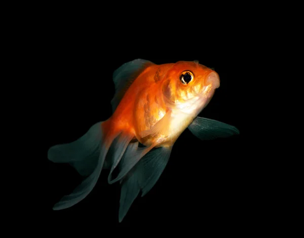 Риби в акваріумі — стокове фото