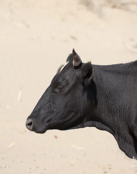 Animal — Stock Photo, Image