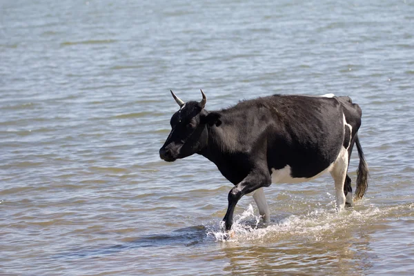 Dierlijk — Stockfoto