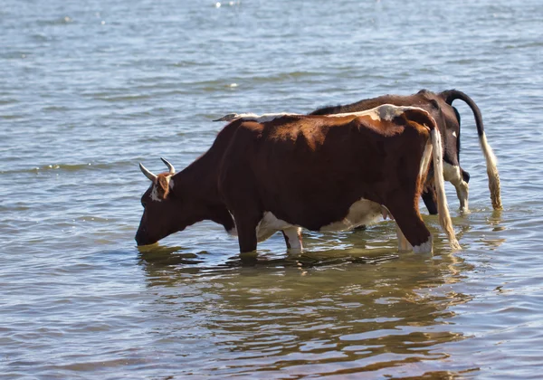 Animais — Fotografia de Stock