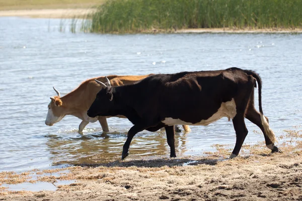 Animal — Stock Photo, Image