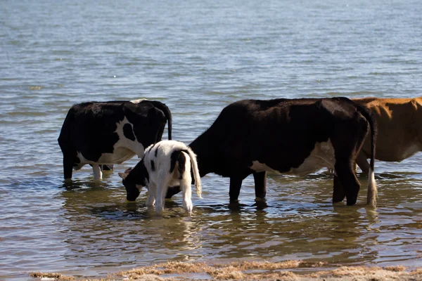 Animal — Stock Photo, Image