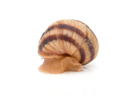 Beyaz arka planda salyangoz. makro