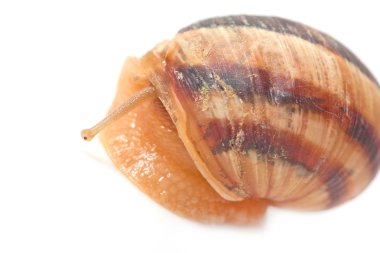 Beyaz arka planda salyangoz. makro