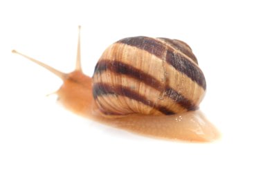 Beyaz arka planda salyangoz. makro