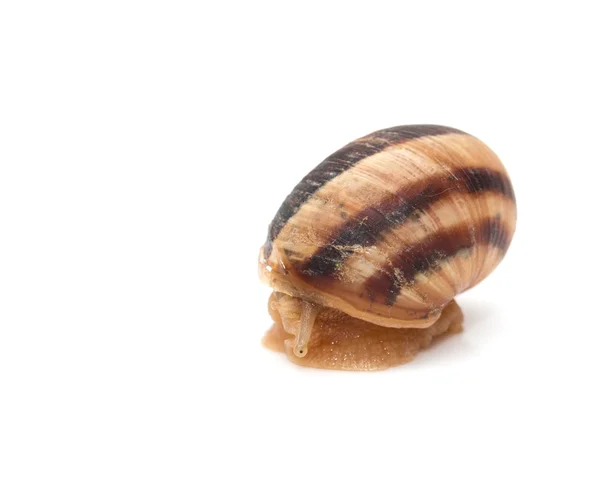 Caracol em um fundo branco. macro — Fotografia de Stock