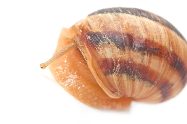 Caracol sobre fondo blanco. macro —  Fotos de Stock