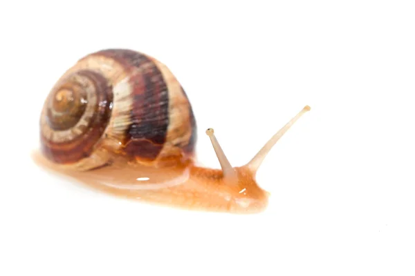 Caracol em um fundo branco. macro — Fotografia de Stock