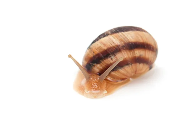 Snail on a white background. macro — Stock Photo, Image